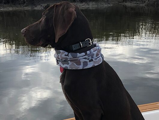 charter fishing charleston dog